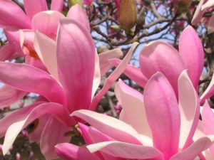magnolias - jose cuevas-tn.jpg